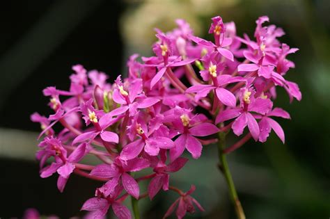 蘭 植物|ラン科